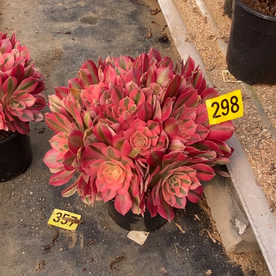 粉女巫从林多肉发师298