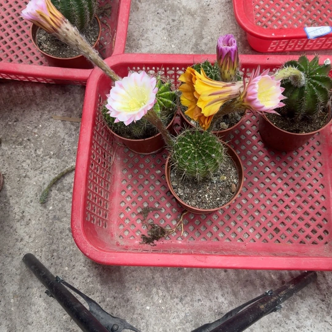 徐***蕃无花朵彩草哈哈哈哈哈哈