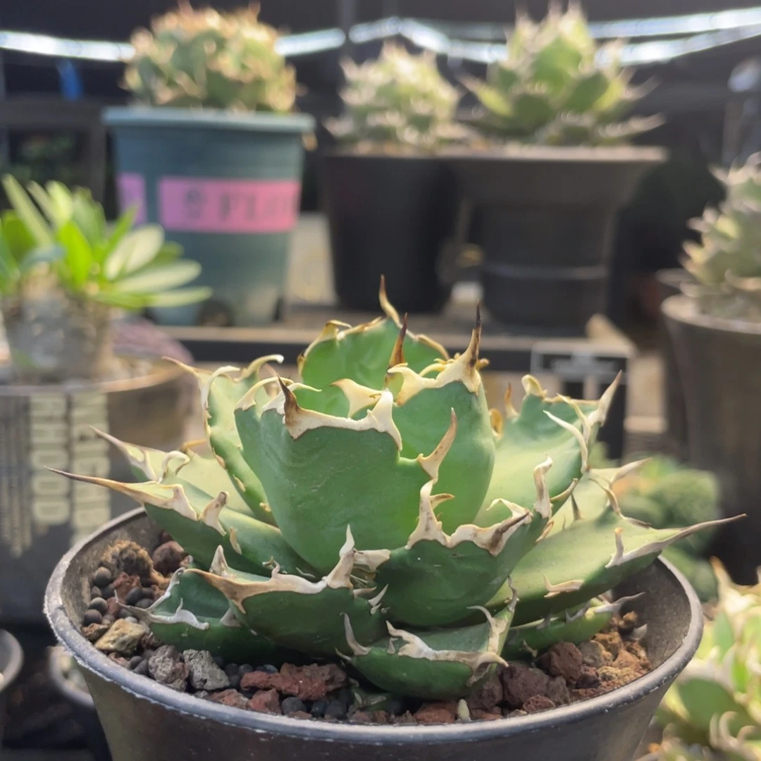 燈養三叉戟8888888