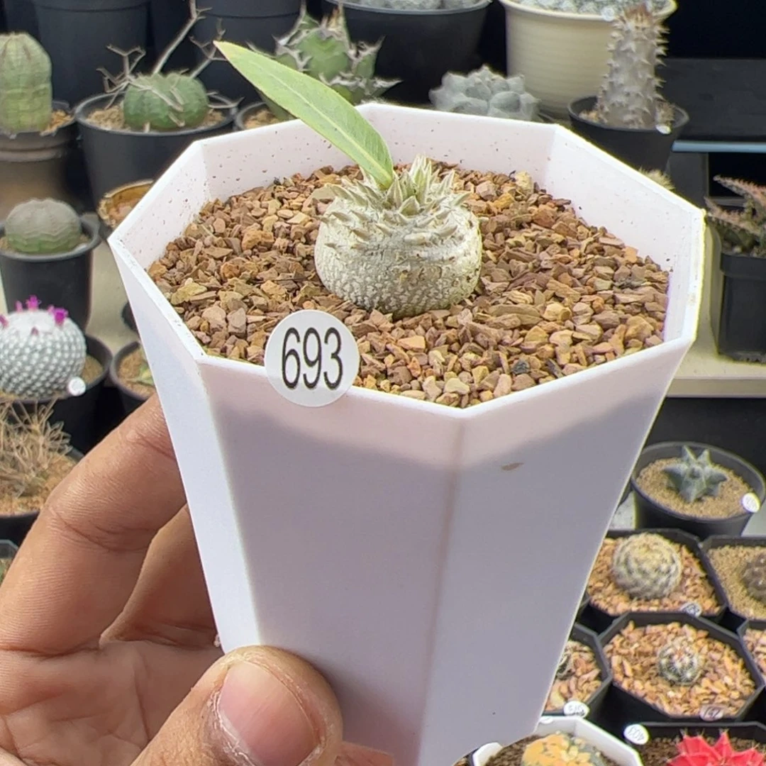 惠比须笑一物一拍693