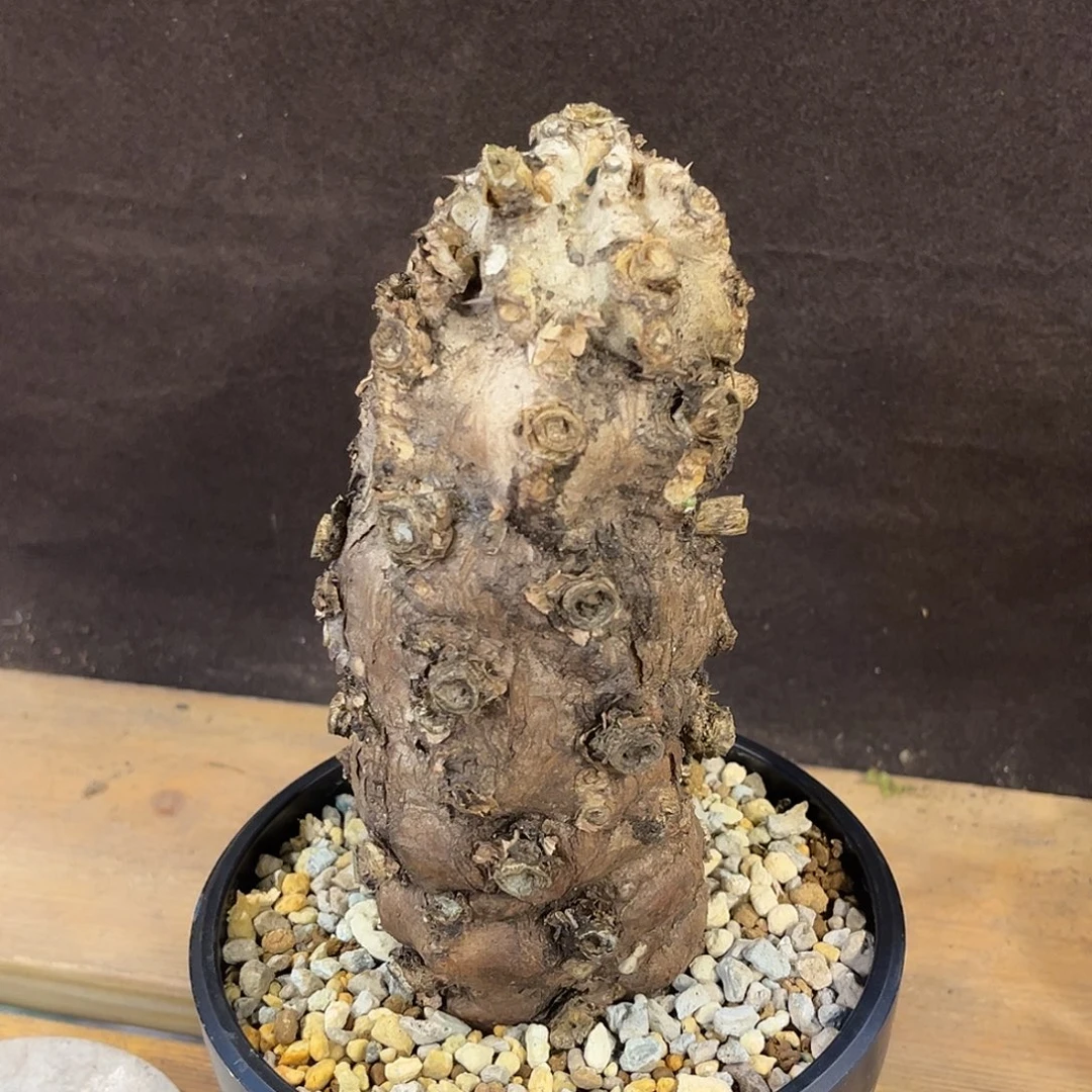潮流植物 火山大戟