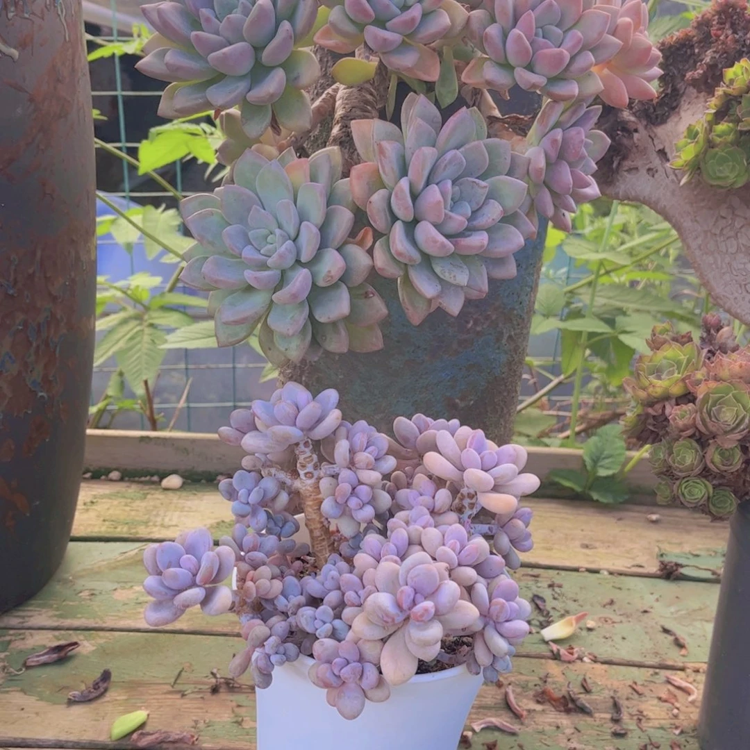 一***伊多肉植物保护研究所所长的