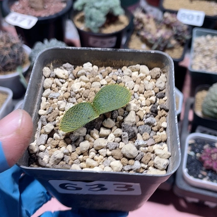 633产地大型刺叶灯台