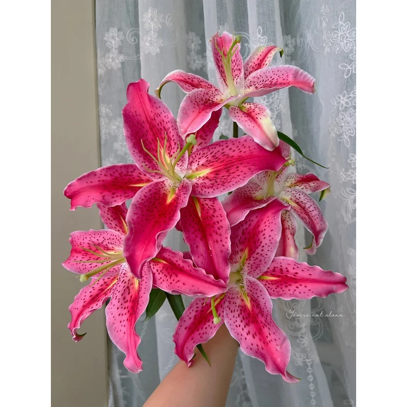 【草莓沐恩】香水百合 一单包邮 云南鲜花昆明基地现采现发