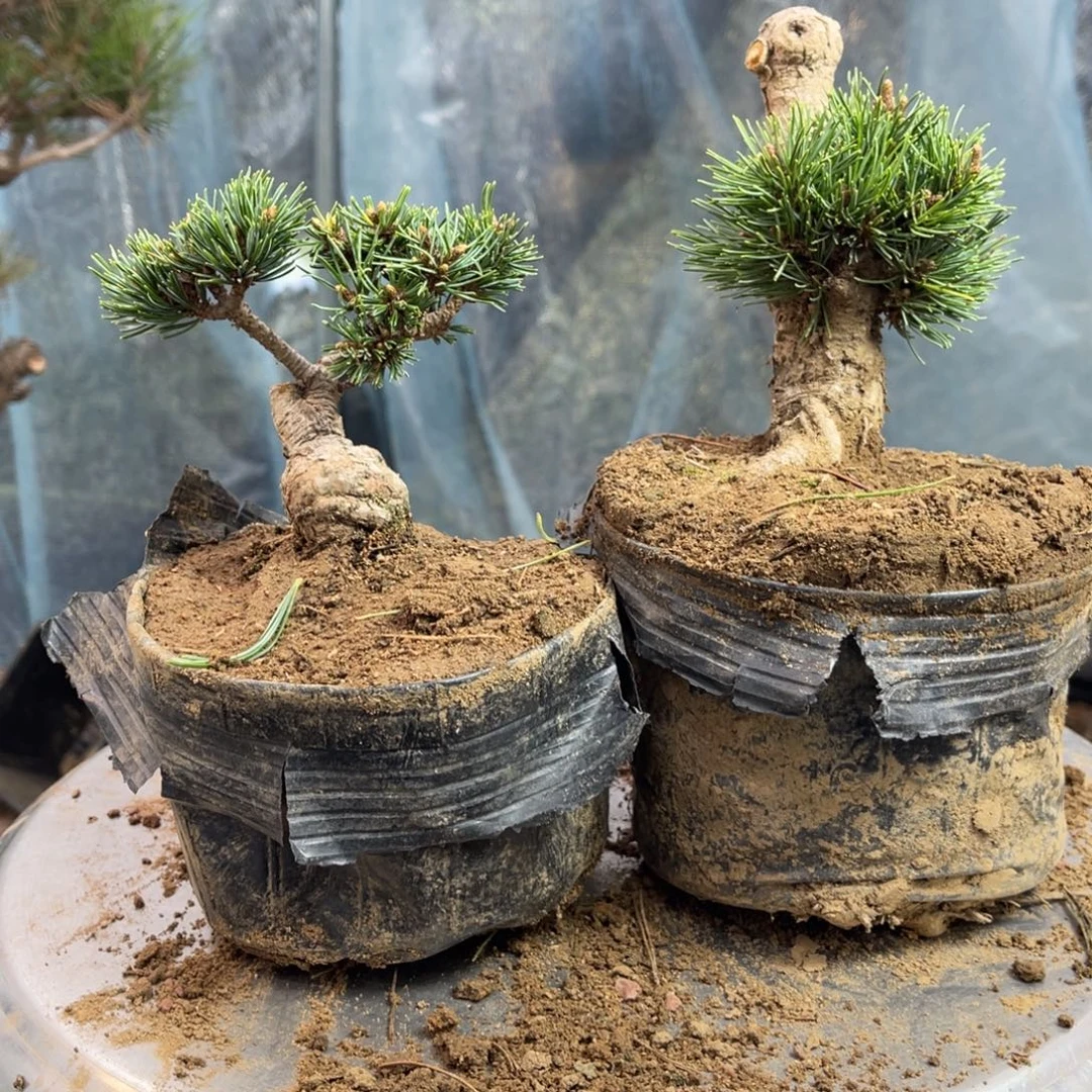 ■***生无花朵一个包邮180