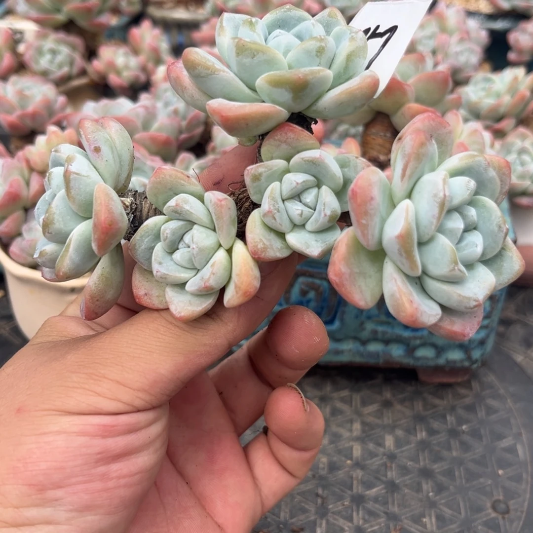 057冰玉造型老桩12厘米