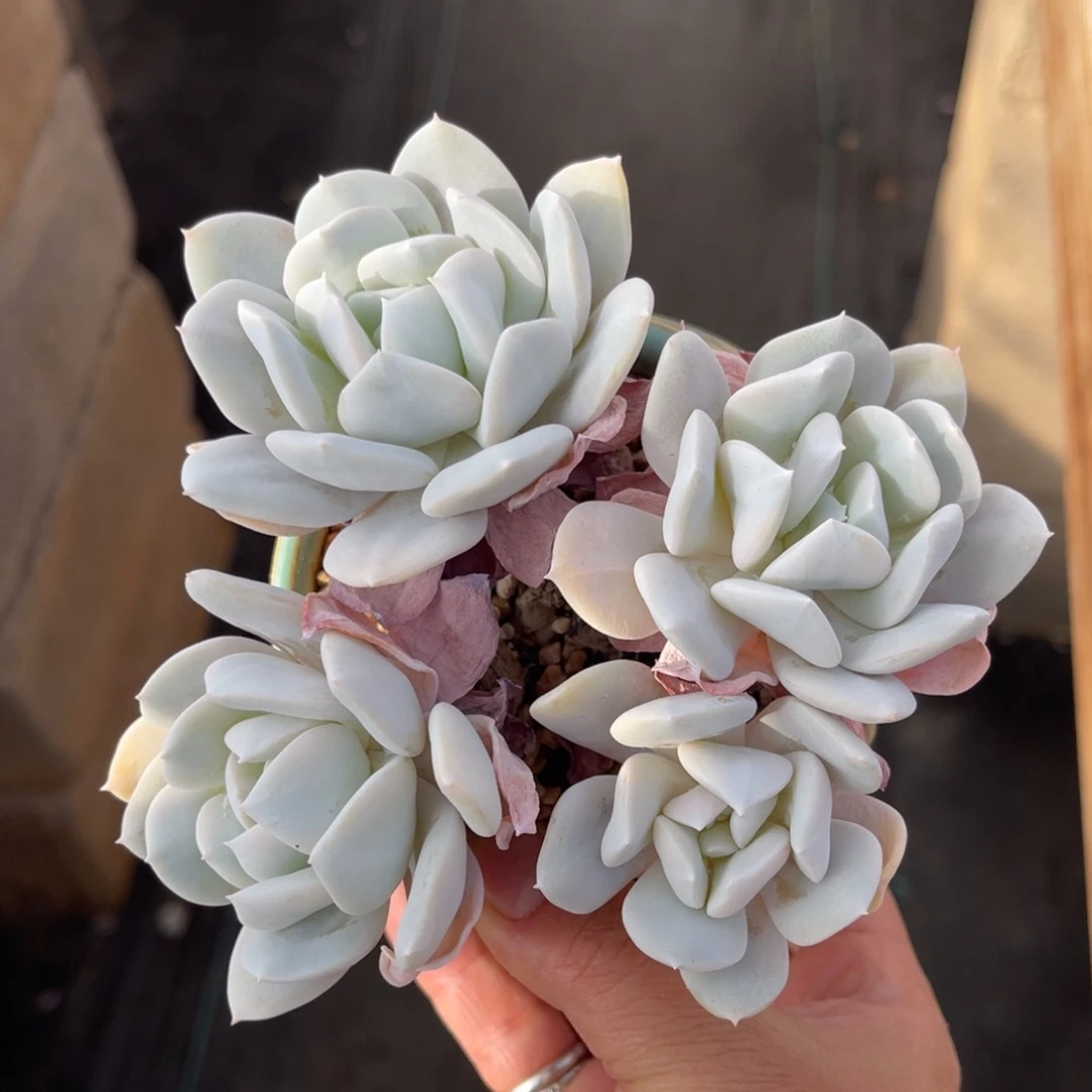 雪特 一物一拍不支持退换