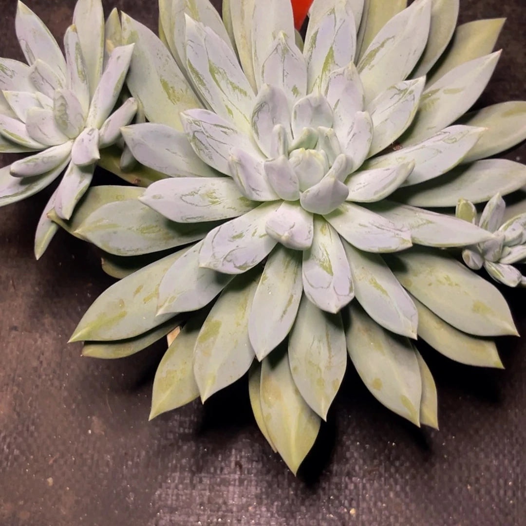 1222下午多肉植物群生