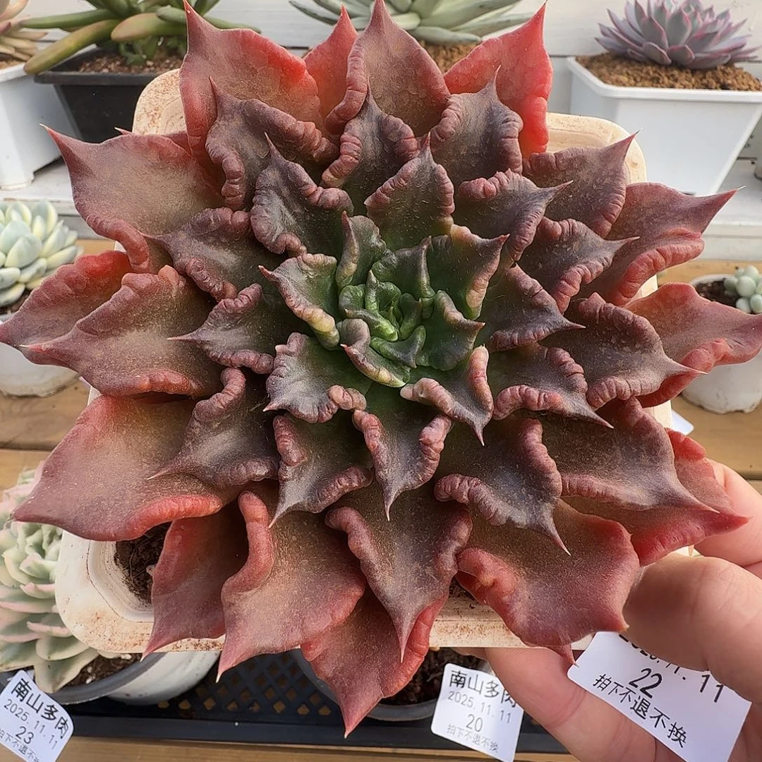 黑饺子皮111111-22