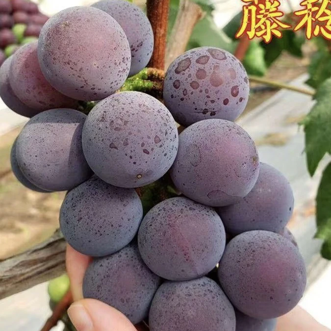(长岭徐氏果业）藤稔葡萄，大个儿，一口爆汁，约600克云南省
