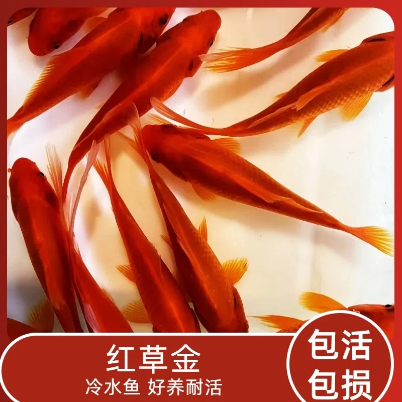 福利精品草金 大尺寸大盆金鱼9-11厘米好养活冷水观赏鱼包路损