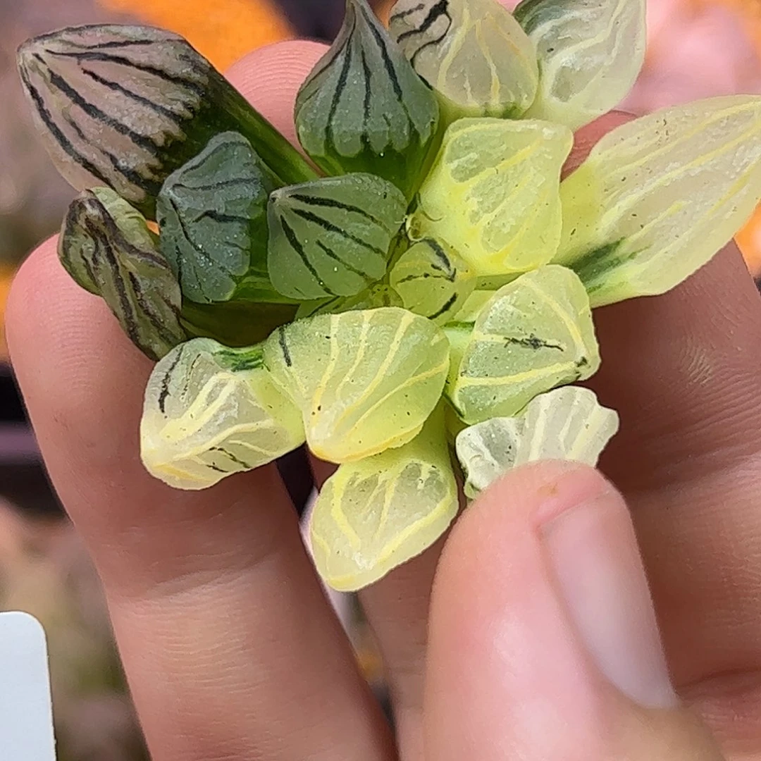 107红红火火恍恍惚惚