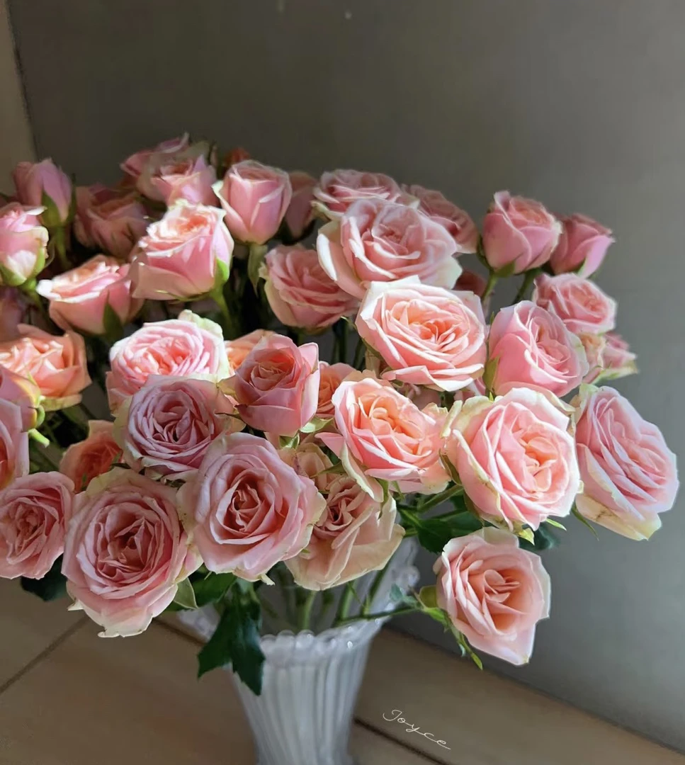 【10枝多头圆舞曲】全场任意两单顺丰冷链包邮，一单需补邮费！