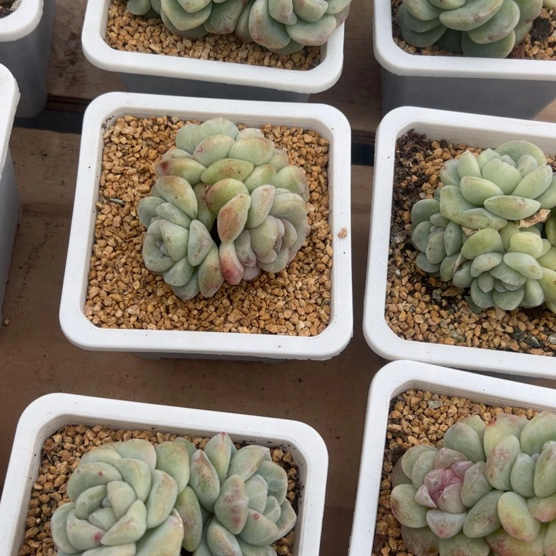 冰玉石化，一物一拍