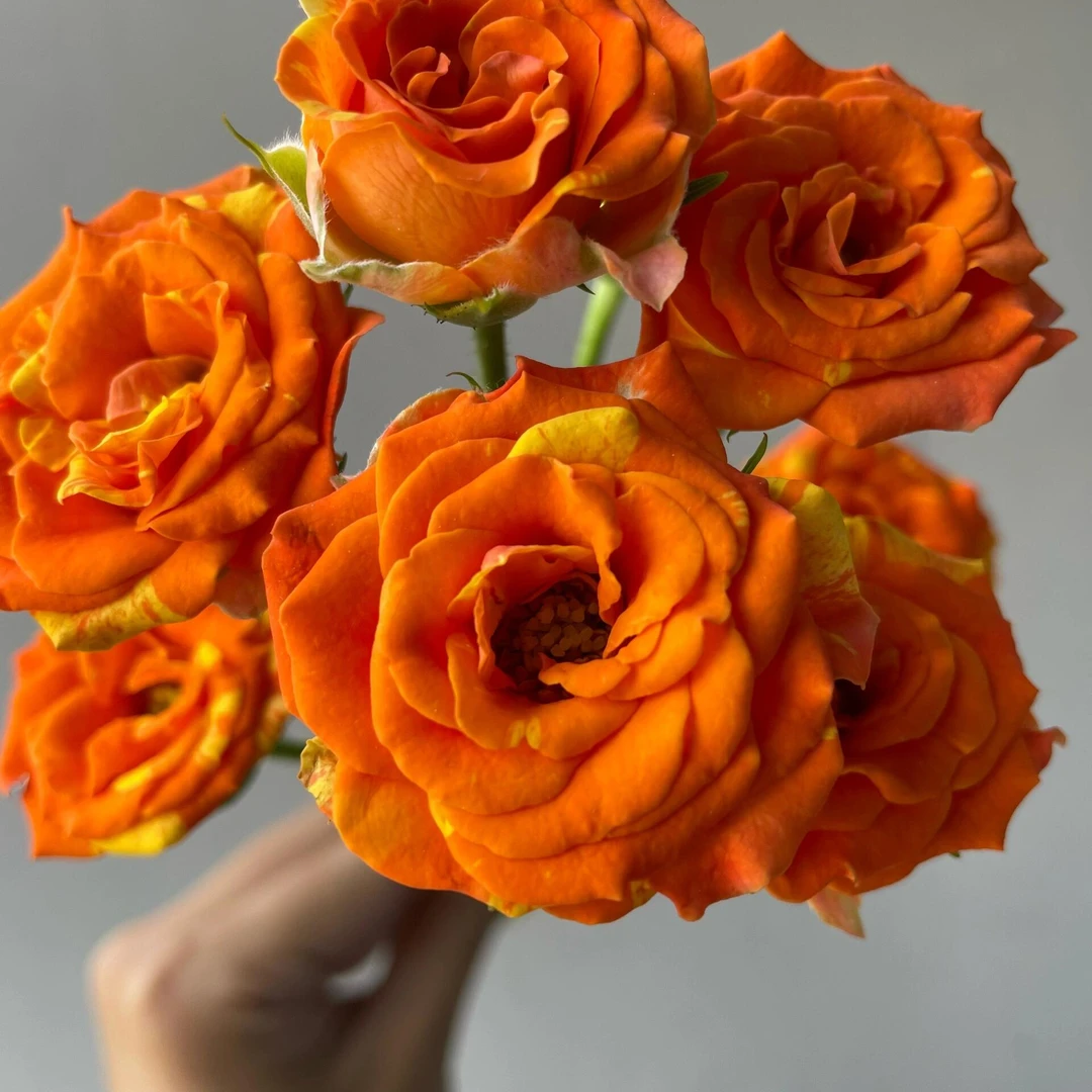 方德星荷明媚泡泡10支  多头玫瑰  云南基地鲜花 花店 批发