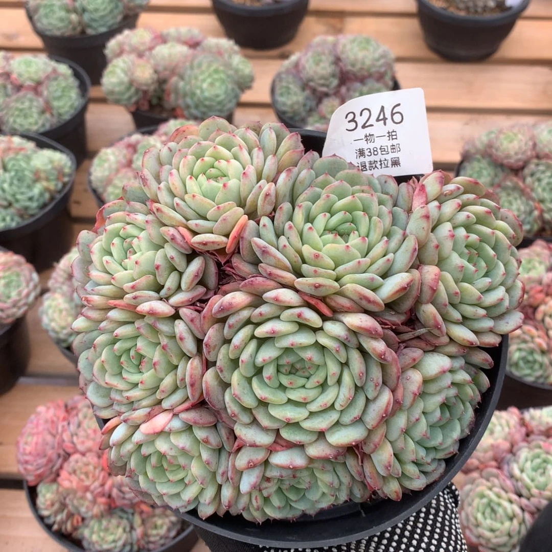 16.5厘米九头有砍白胖子3246