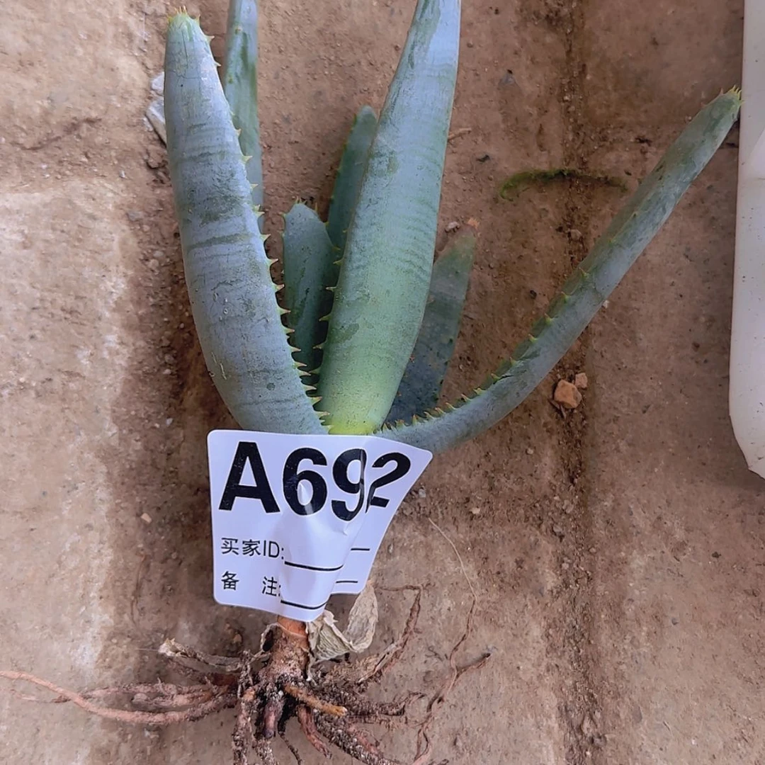 【闪购商品】?****༥块根植物