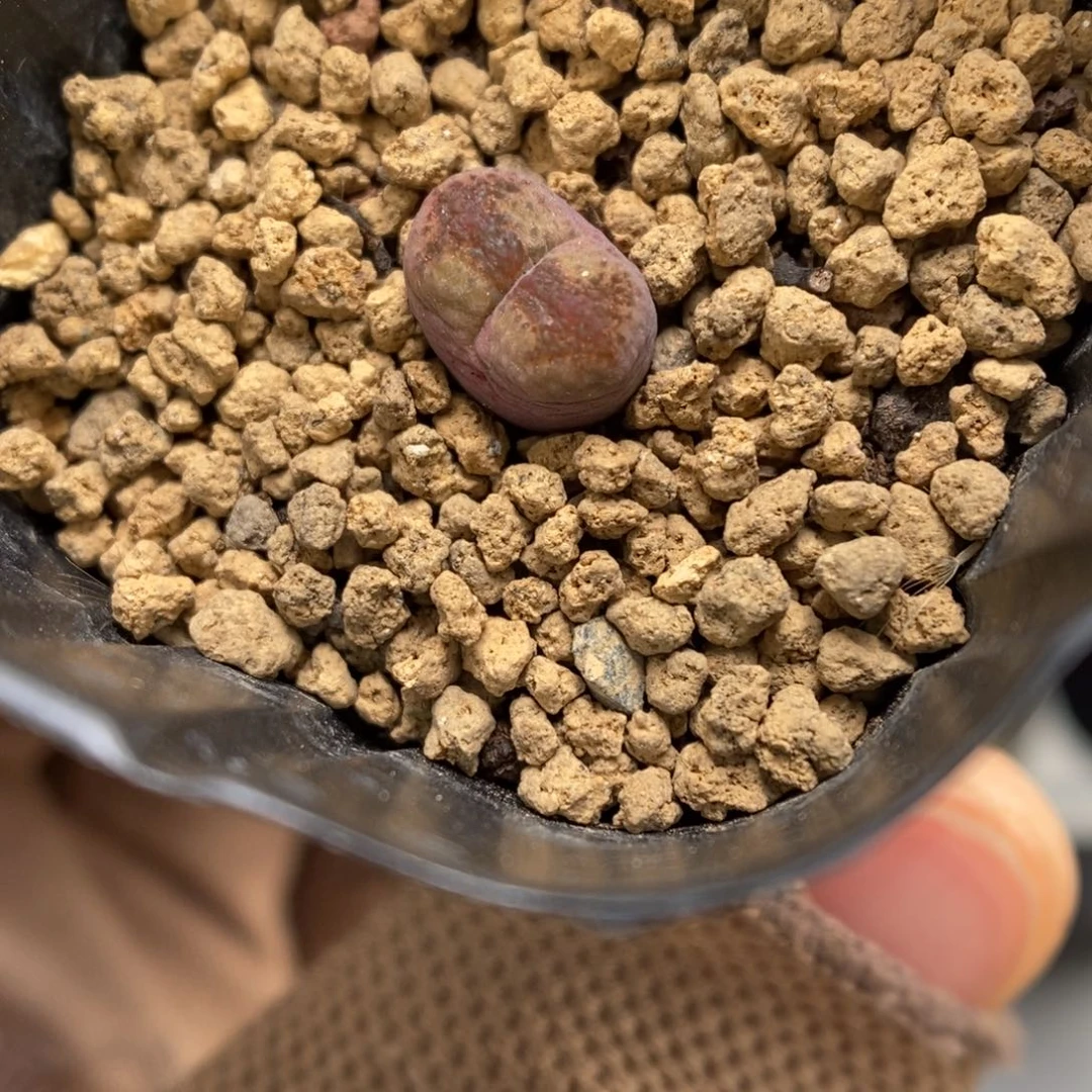 多肉植物肉锥杂交K-3632 风铃杂0.9 箭头窗