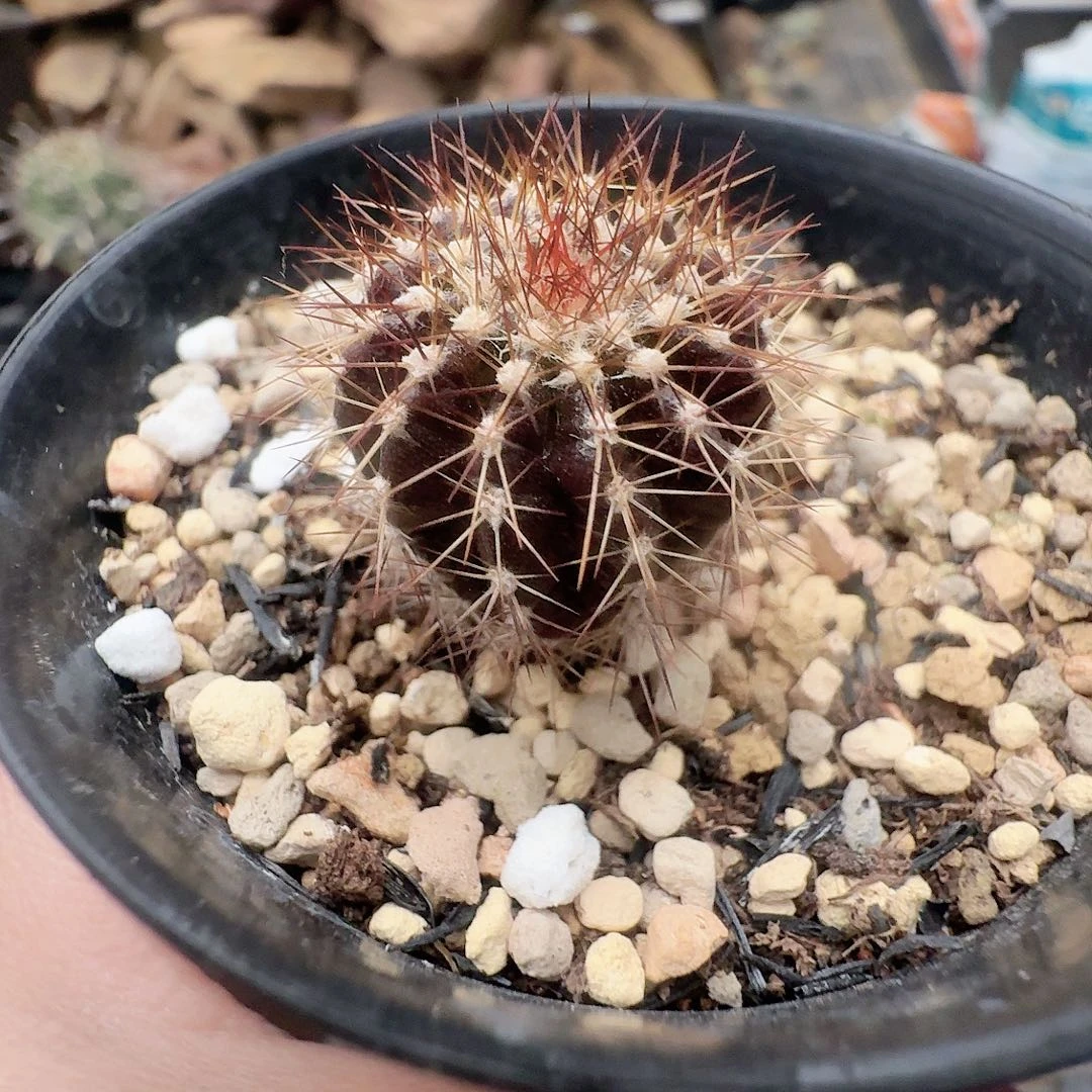 浅***）实生尤伯球380仙人球