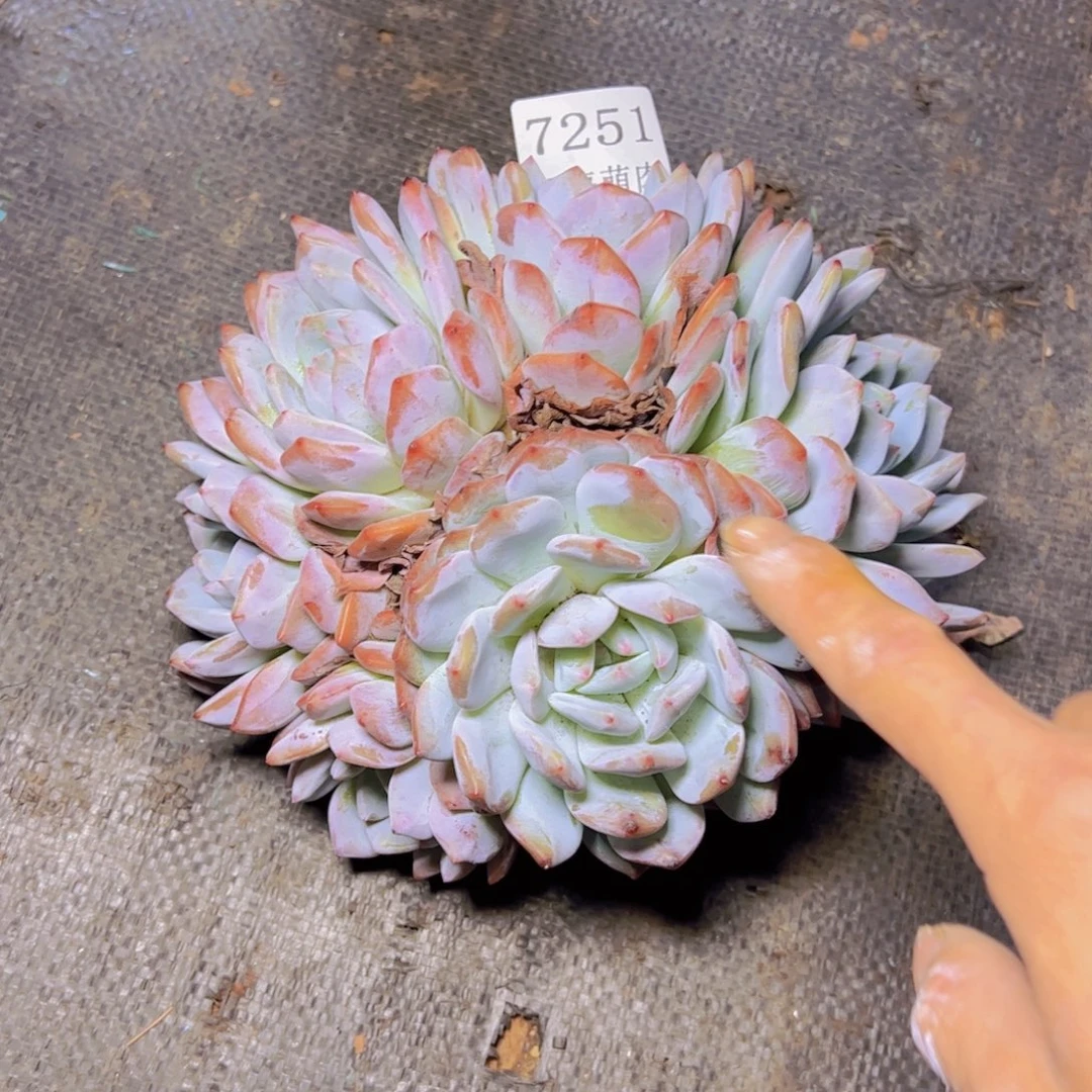獒***哥橙子7251多肉植物