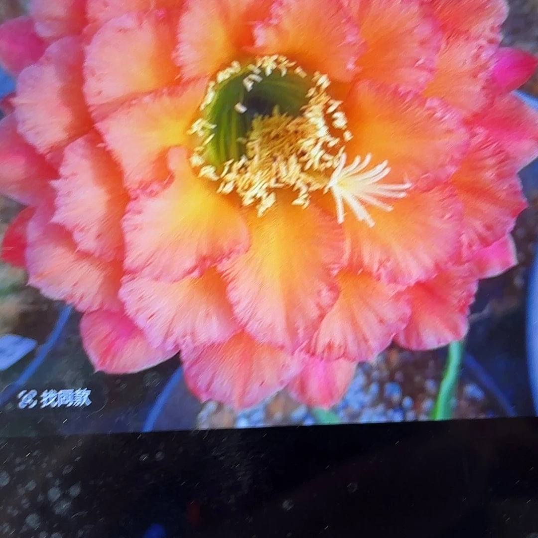 牛牛毛侧牙20包邮16