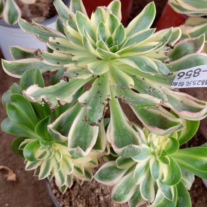 856青莲多肉12345678