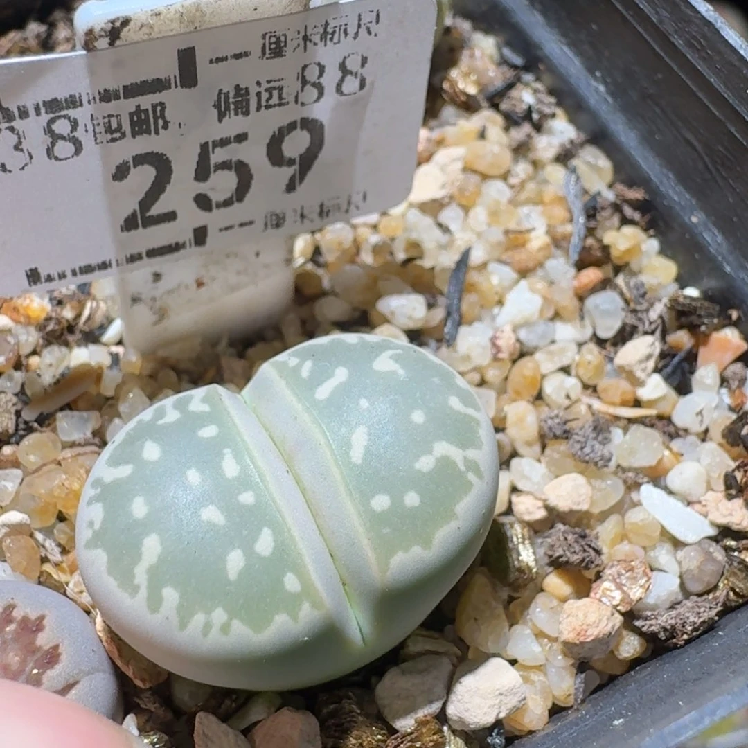 Sssss清仓便宜了259