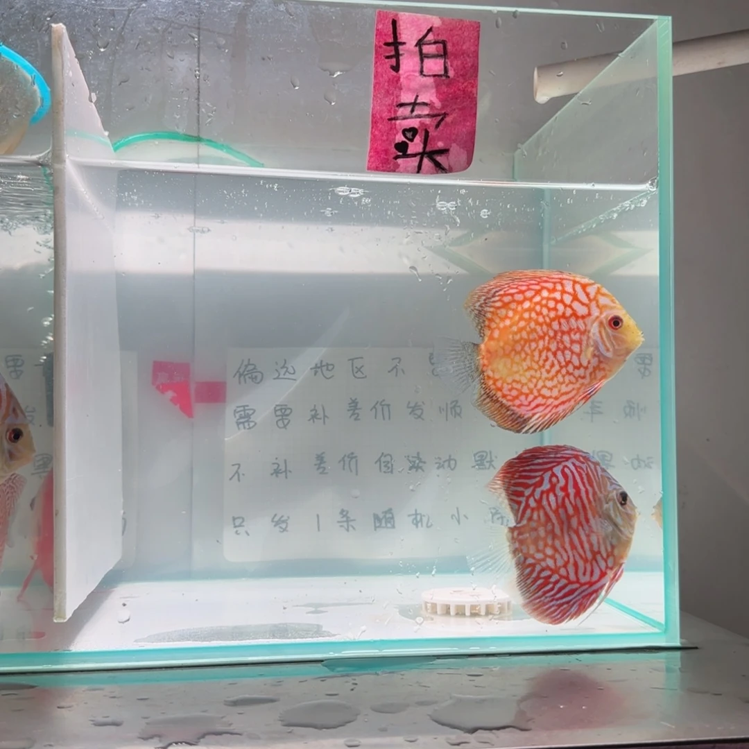 七彩神仙鱼肉身8左右，偏远地区不拍