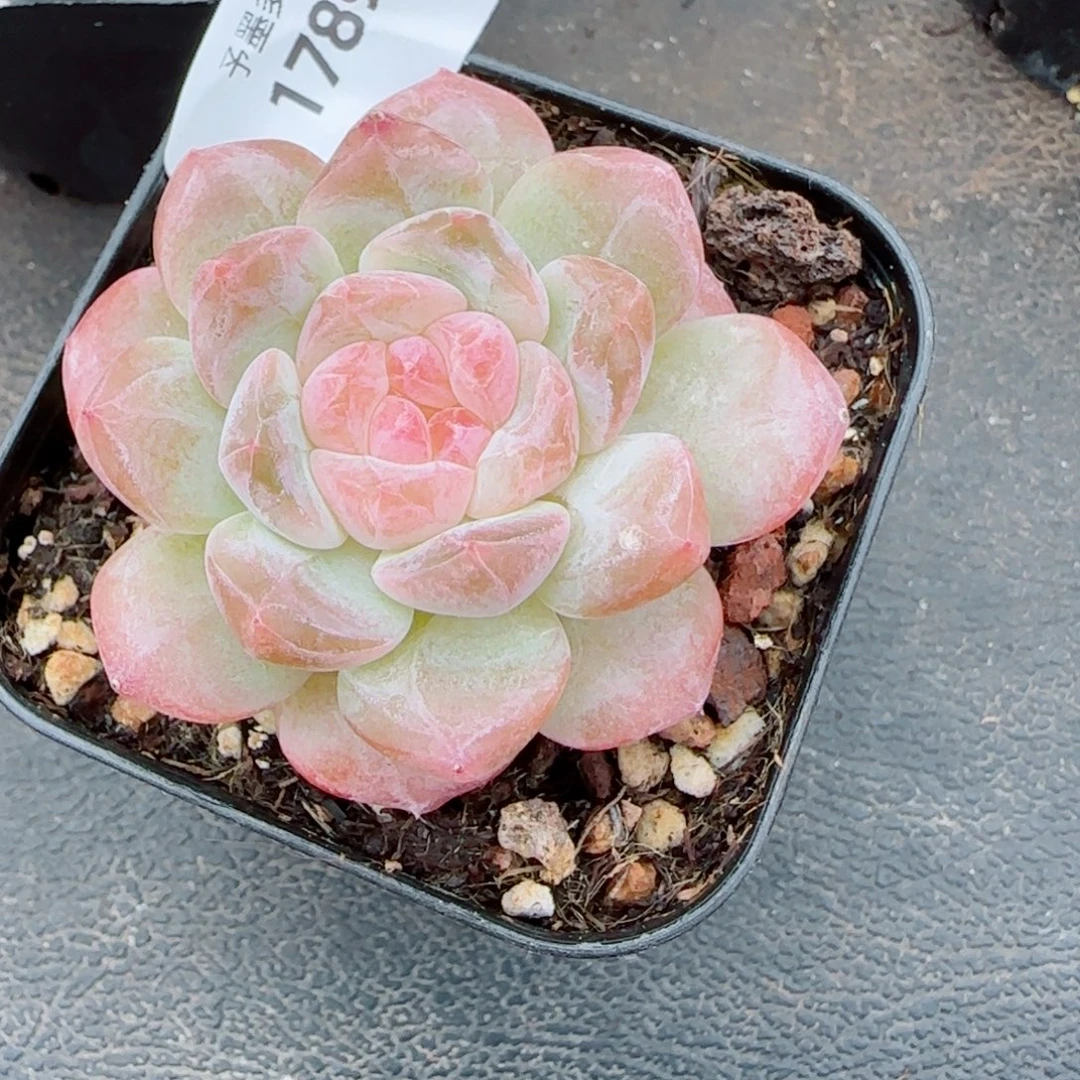 冰魄，1789多肉植物