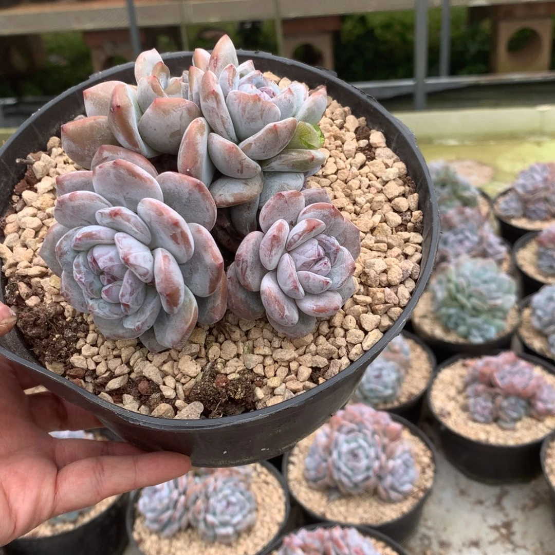 无花朵哈哈哈哈哈哈哈哈12