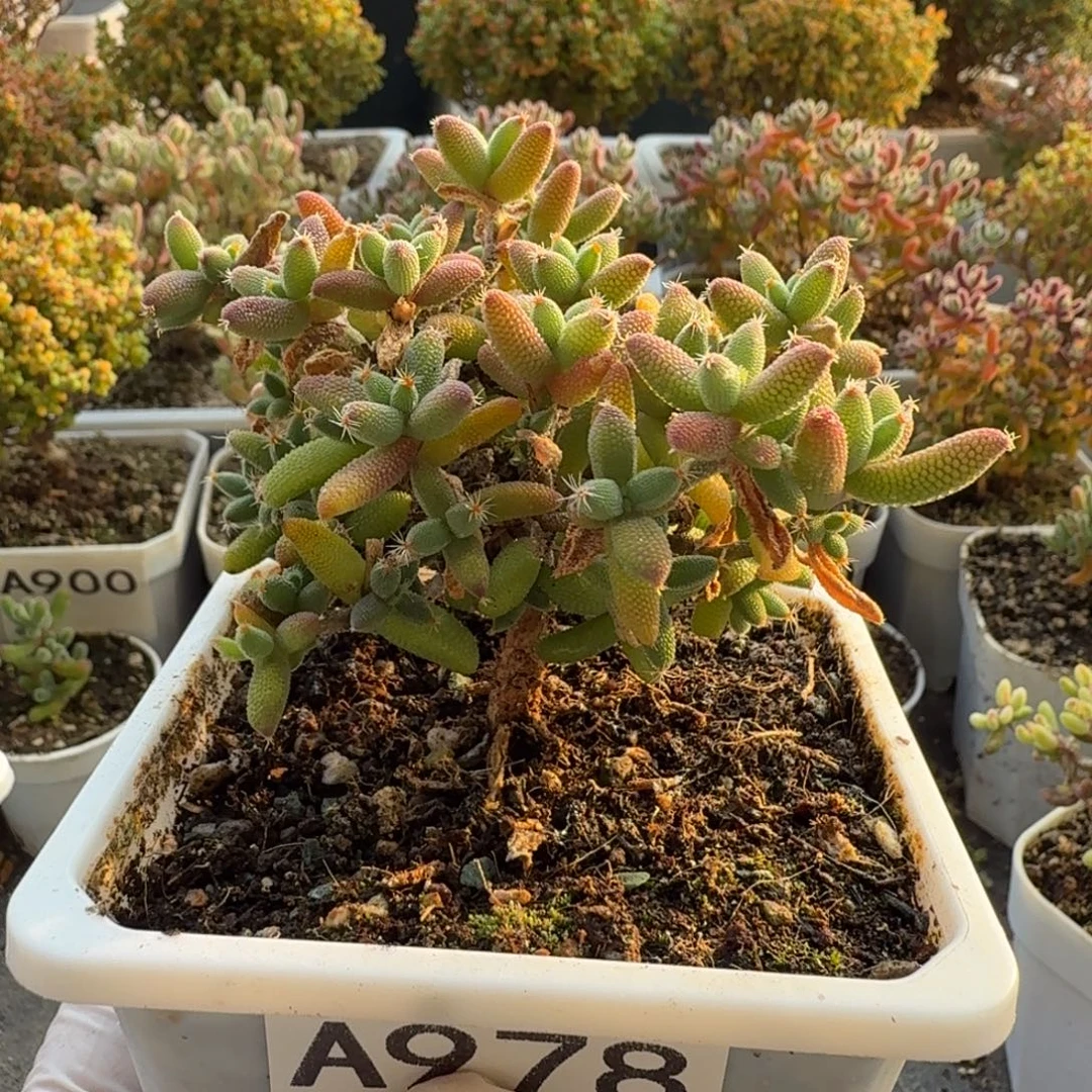 小***鱼A978玉米枝干一物一拍