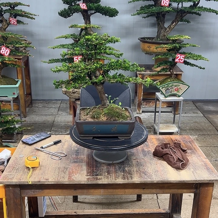 无花朵米叶罗汉松