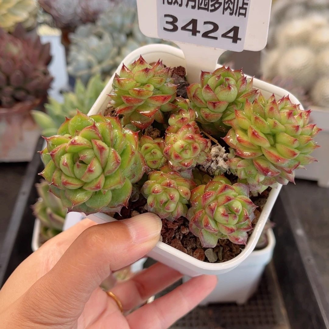 多肉植物3424 一定要拍冷链哦