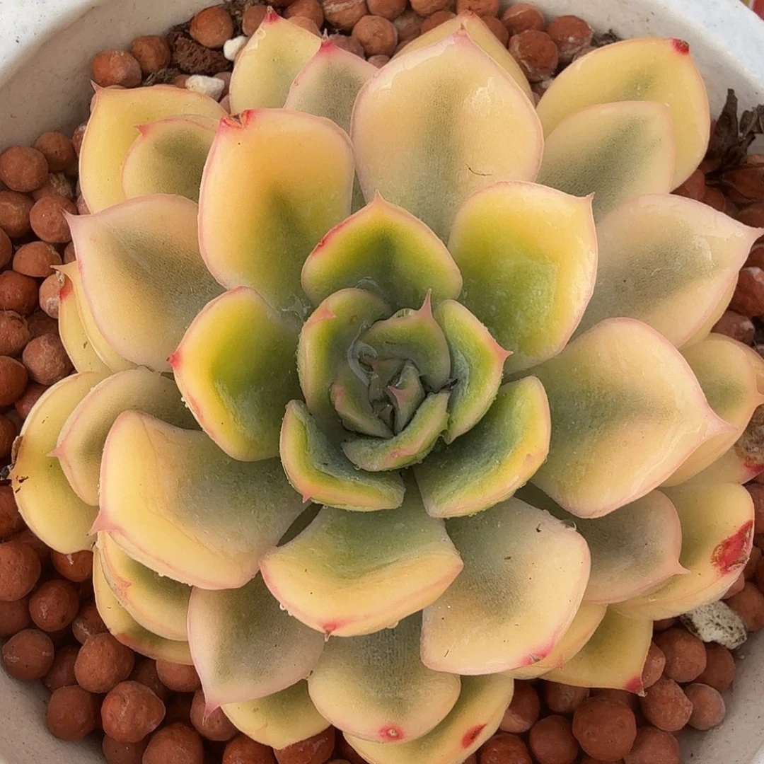 武仙座锦，多肉植物