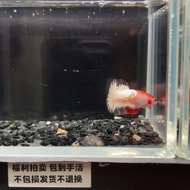 斗鱼竞拍跑单拉黑27日36
