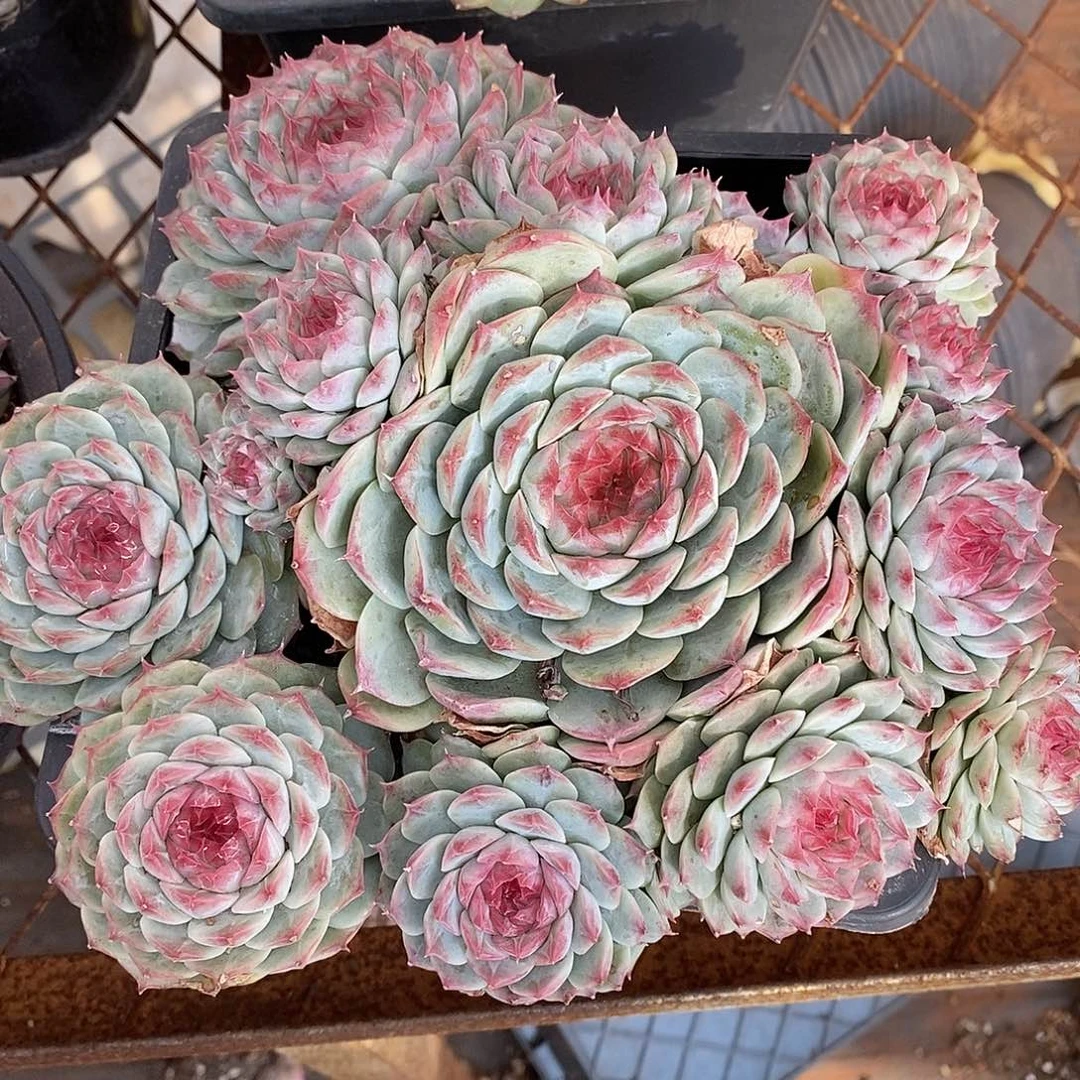 模特防拍价格，同款还有