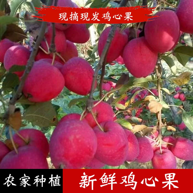 东北特产鸡心果锦绣海棠脆甜多汁新鲜采摘包邮