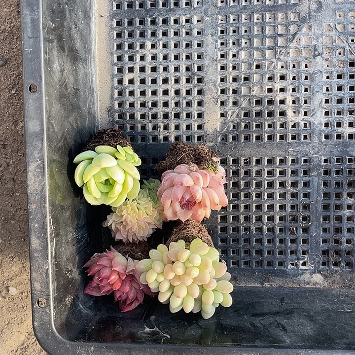 五颗小精品带盆发货