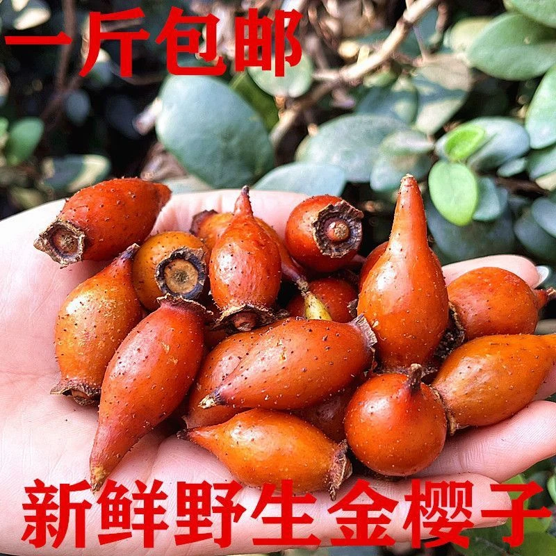 2025年湖南深山野生现摘金樱子鲜全红果刺梨子糖罐子