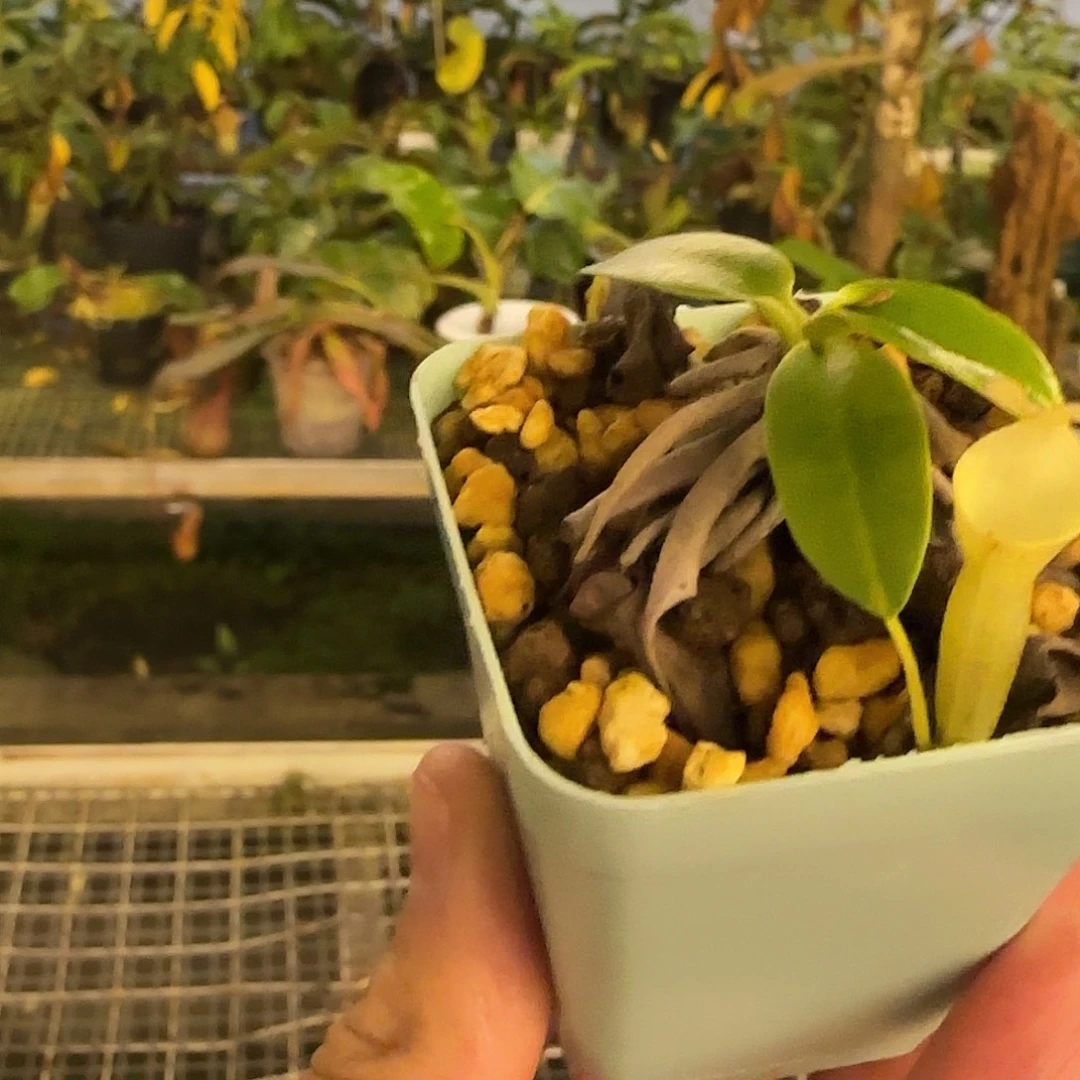 无花朵专拍风铃猪笼草