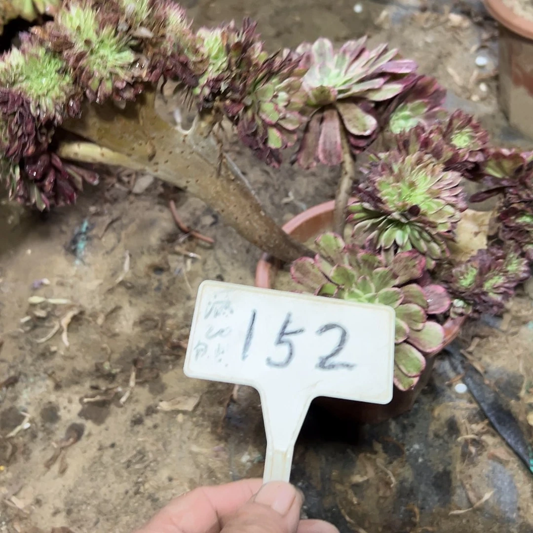 多肉植物水墨画缀花152