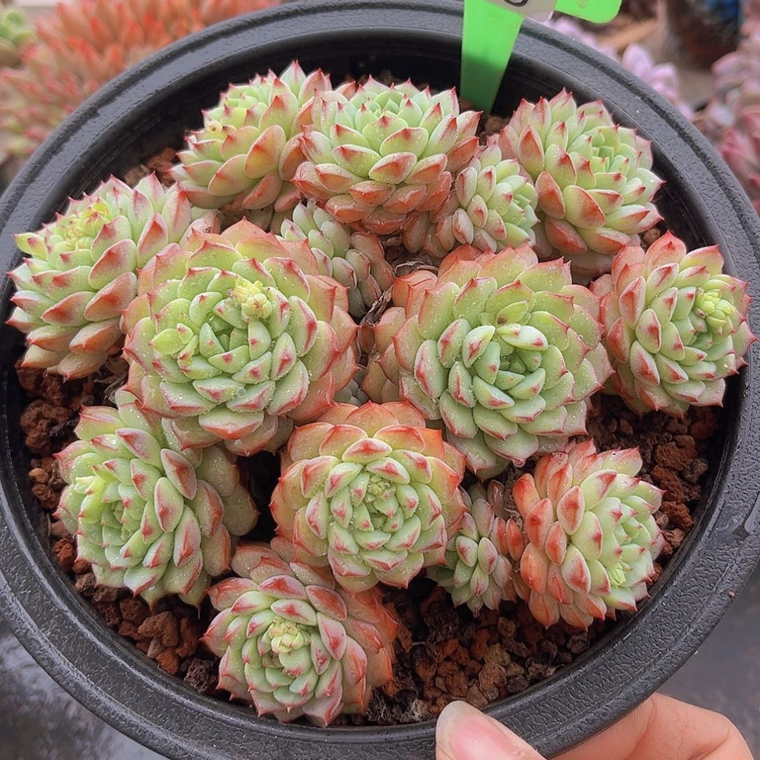 5385熊猫脸多肉植物