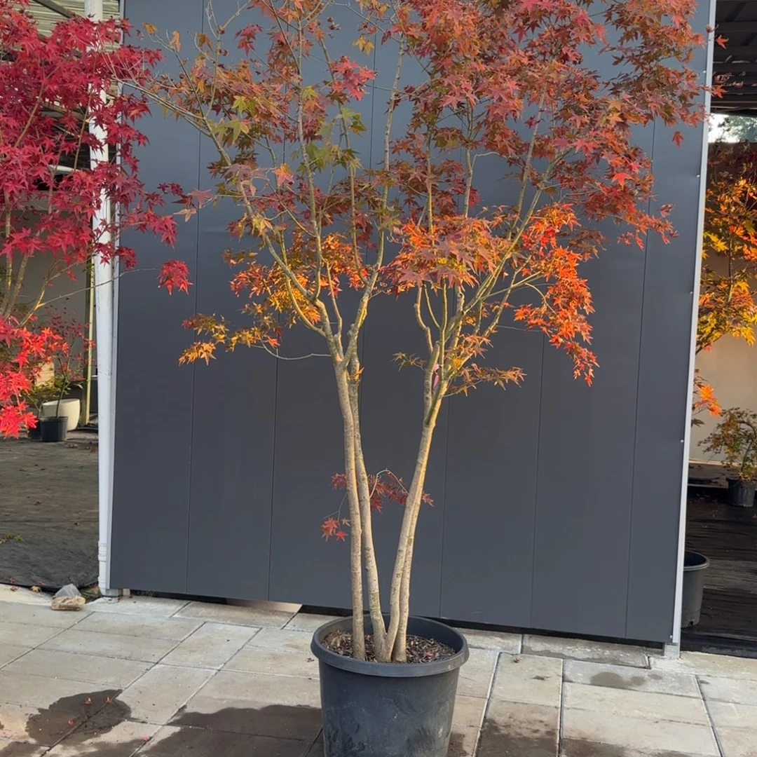 无花朵袖锦1900包邮