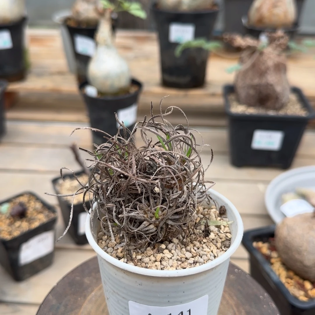 141苏铁厚敦菊块根植物