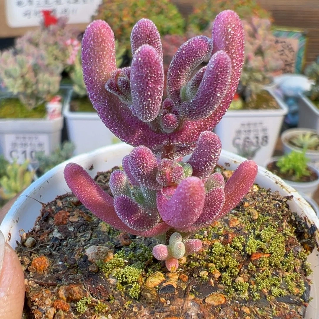 28-359超紫五圆盆