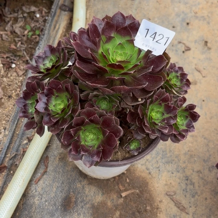 赤焰莲多肉处理不包断头1421