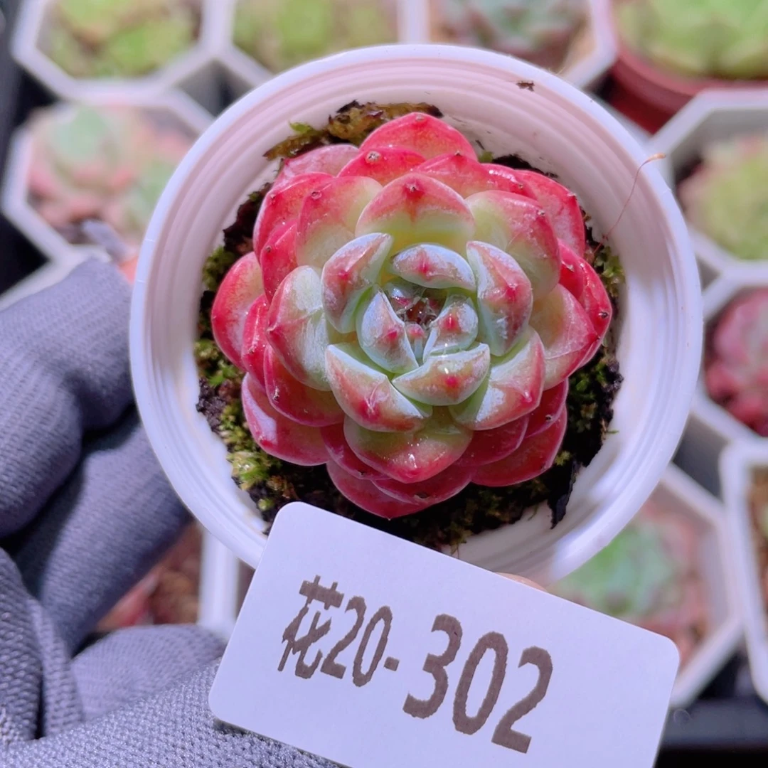 花利美20-302雪颜玉