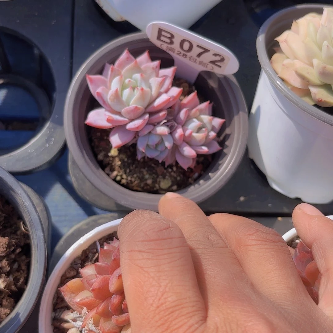 B072粉蓝鸟一物一拍