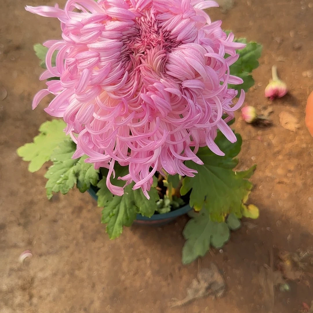 完全开放D35盛景1