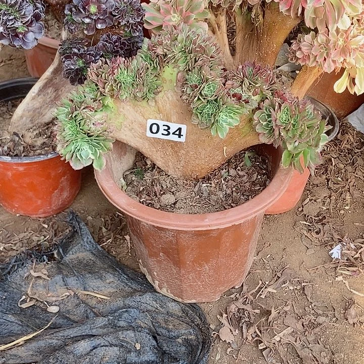 034海王老庄缀化老板子